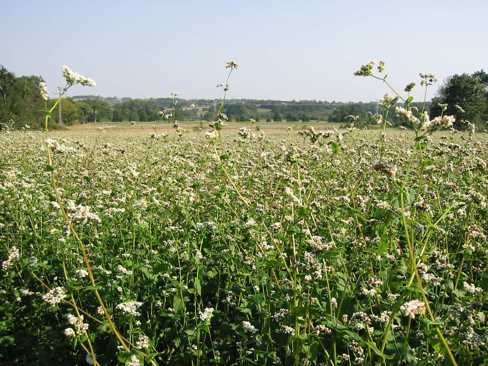 Culture du sarrasin respectueuse de l'environnement